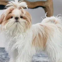 سگ پاکوتاه ماده برای جفت گیری