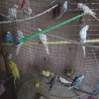 مرغ عشق|پرنده|اردکان, |دیوار