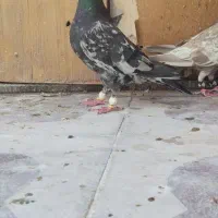 نروماده سرور