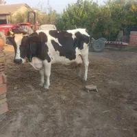 گاو همراه با گوساله ی نر