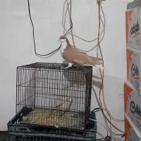 حیوان خانگی|پرنده|مشکیندشت, |دیوار