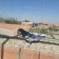 کبوتر ماده سینه سیاه قریب گیری|پرنده|مزرعه کتول, |دیوار