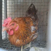 مرغ تخمگذار گلپایگانی