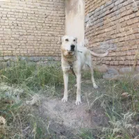 سرابی،ماده