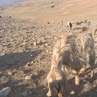 کهره|حیوانات مزرعه|دهدشت, |دیوار