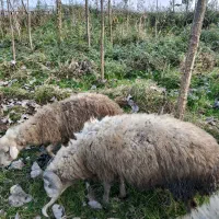 گوسفند نر تخمی فروش یا معاوضه|حیوانات مزرعه|لنگرود, |دیوار