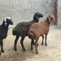 بره ماده دورگ