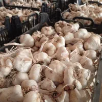 سیر درجه یک سفید|عمدهفروشی|تهران, پردیسان|دیوار