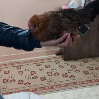 مرغ مینیاتوری|حیوانات مزرعه|گرگان, |دیوار