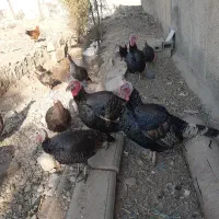 5عدد بوقلمون نر فروشی یا با مرغ هم عوض میکنم|حیوانات مزرعه|پاکدشت, پاکدشت (مامازند)|دیوار