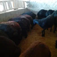 .بره نر ماده قره قزل