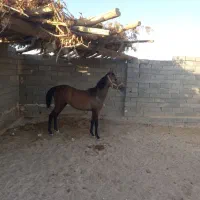 فروش کره مادیان دوسال