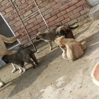 توله سرابی|سگ|سلماس, |دیوار