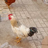 مرغ و خروس خانگی