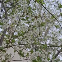 باغچه چهار دیواری