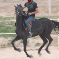 فروش اسب مشکی