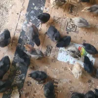 جوجه مرغ عربی اصل بشرط کرک|حیوانات مزرعه|بندر ماهشهر, |دیوار