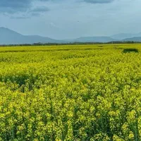 اجاره زمین کشاورزی|فروش دفتر صنعتی، کشاورزی، تجاری|سیمین شهر, |دیوار