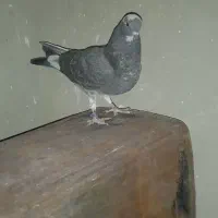 کفتر پرشی شهریار|پرنده|شهریار, شهریار|دیوار