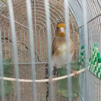 سهره قناری سرخ مست