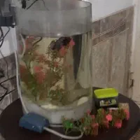 اکواریوم سالم با تمام وسایل داخلش یک ودویست