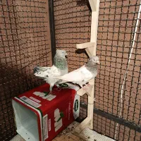 کفتر بزک سینه سوسنی جفتی