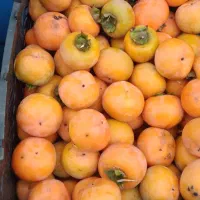 فروش خرمالوی ارگانیک