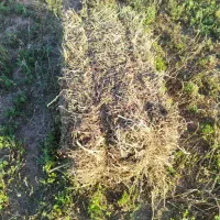 یونجه تمیز