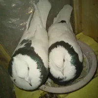 کبوتر نروماده طوقی|پرنده|شریف‌آباد, |دیوار