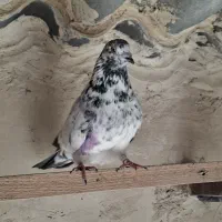 کفتر جفت دستپرقوچی|پرنده|فردیس, داوری|دیوار