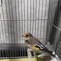 سهره کرمانی جوجه قفس نر