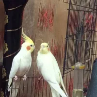 عروس هلندی لوتینا