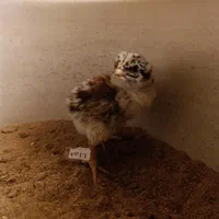 جوجه لاری یک هفته‌ای