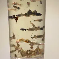 ماهی گوپی|ماهی|یزد, |دیوار