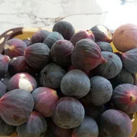 انجیر سیاه تازه چین انجیر
