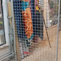 قفسه|فروشگاه و مغازه|اردبیل, |دیوار