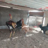 جوجه لاری نژاد اوشامو و افغان