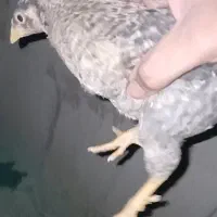 جوجه مرغ سیاه|حیوانات مزرعه|پاکدشت, پاکدشت (مامازند)|دیوار