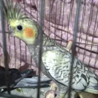 عروس‌هلندی|پرنده|رشت, حومه رشت|دیوار