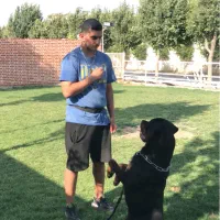 مربی سگ|خدمات آموزشی|اندیشه, اندیشه فاز ۴|دیوار