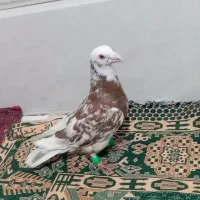 کغتر پلاکی شکار