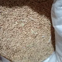 فروش بذر گندم و باقلا و سیر بذربرنج بهنام|عمده‌فروشی|کوهی‌خیل, |دیوار