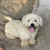مالتیز کراس(شیتزو تریر) سفید خوشگل و با مزه