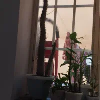 نخل ماداگاسکار|گل و گیاه طبیعی|خلیفان, |دیوار