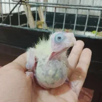 جوجه عروس ۱۱روزه لوتینو و ابلغ|پرنده|میناب, |دیوار