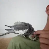 عروس هلندی دستی