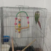 گرینچگ رام رام|پرنده|کرمانشاه, |دیوار