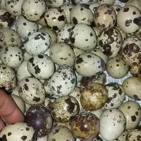 تخم بلدرچین نطفهدار بادرصد هچ بالا مخصوص جوجهکشی|حیوانات مزرعه|دالخانی, |دیوار