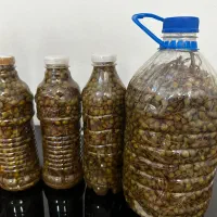 رب گوجه ارگانیک خانگی و ترشی بنه|خوردنی و آشامیدنی|شیراز, شهرک فرهنگیان|دیوار