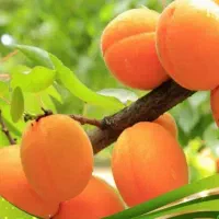 ارقام نهال زردآلوی انبه ای و پرتغالی ۲ ساله